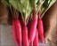 Red Radish